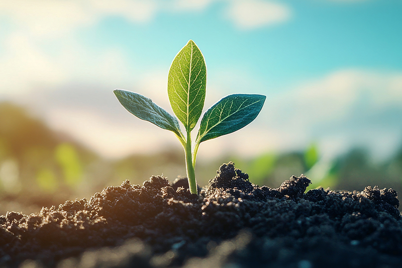 Bonerge's Natural Choice