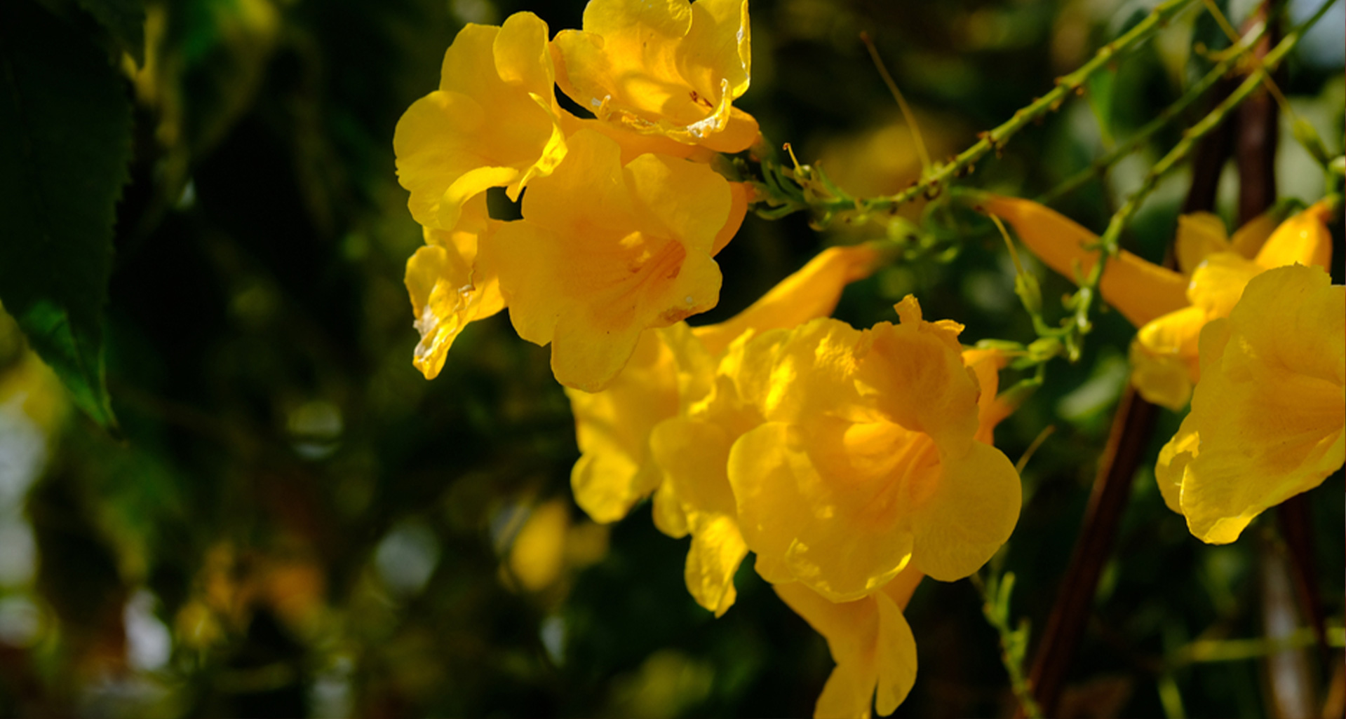 About Dihydroberberine