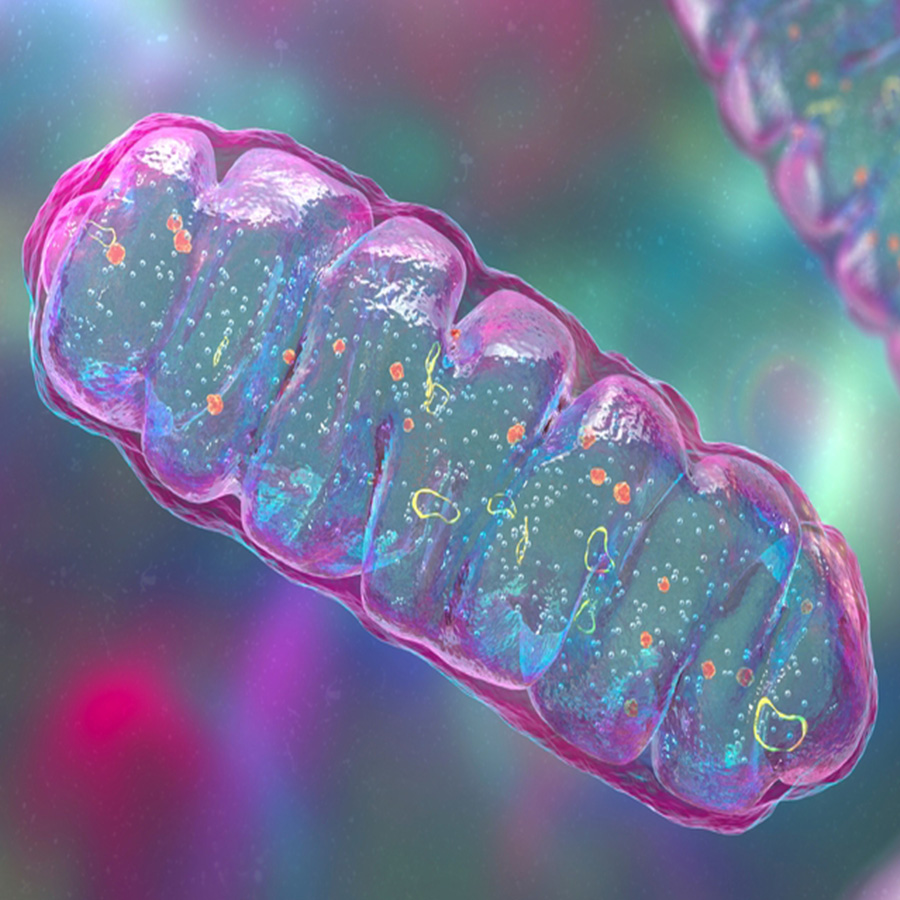 Promotes new mitochondria growth
