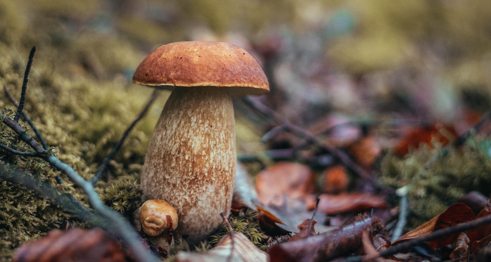 About L-Ergothionine