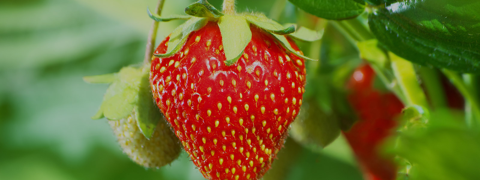 Biodiversity Stewardship 