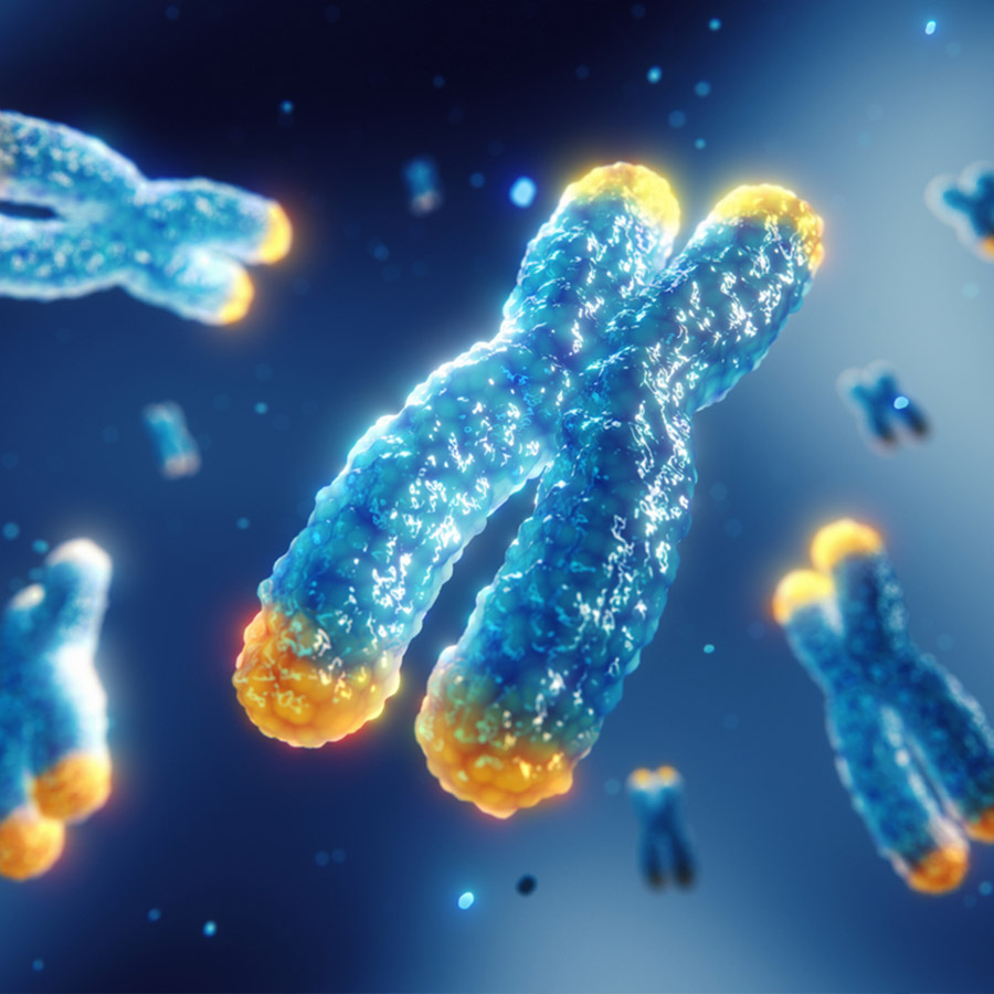 Telomere Protection &amp; Maintenance