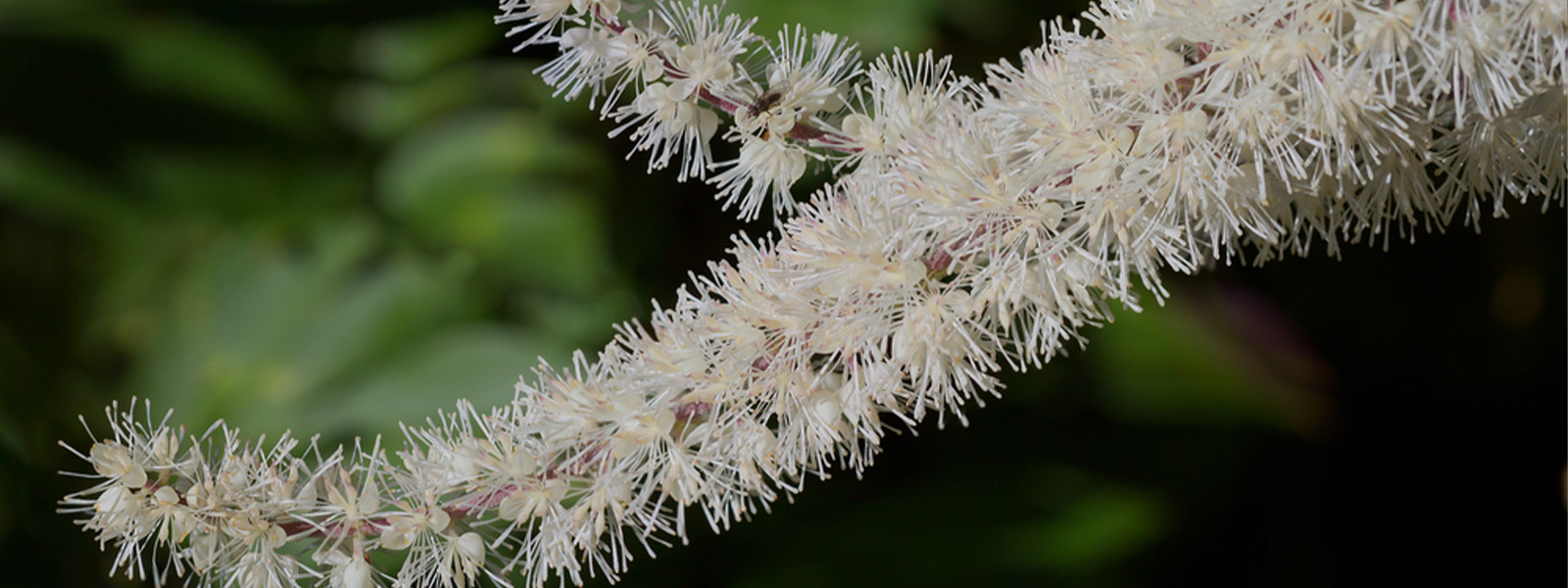 Black cohosh