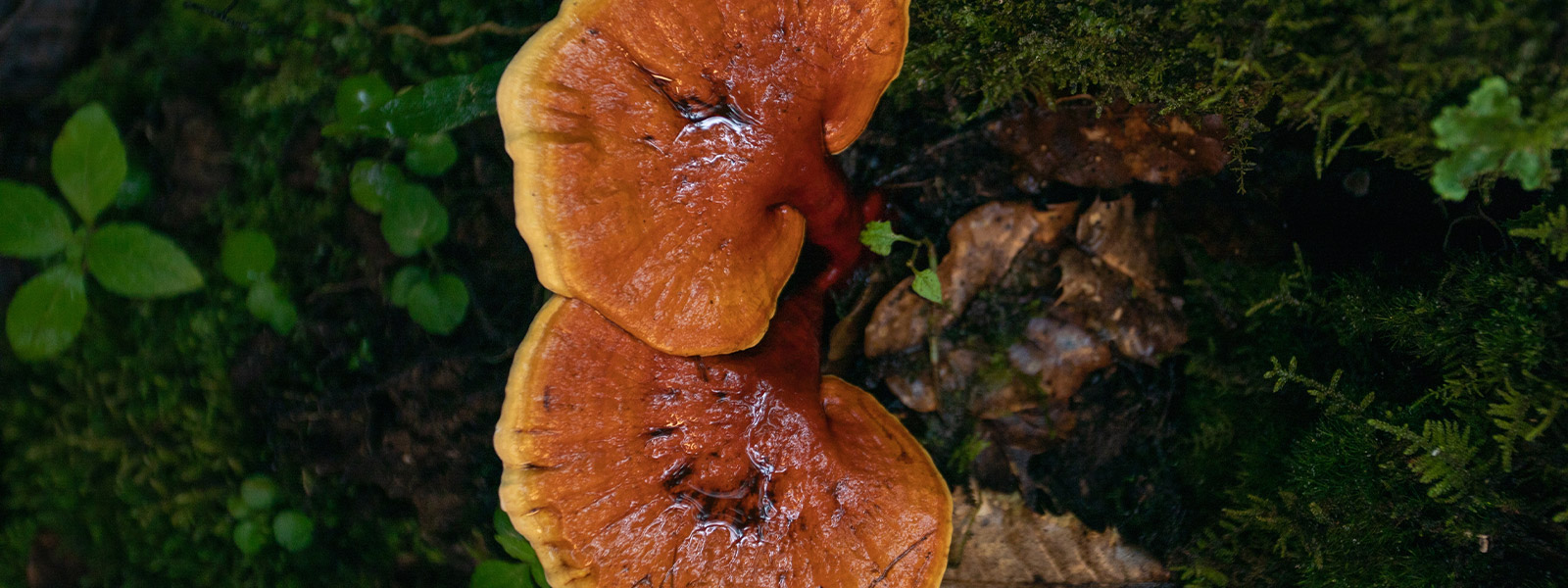 Reishi Mushroom Extract 