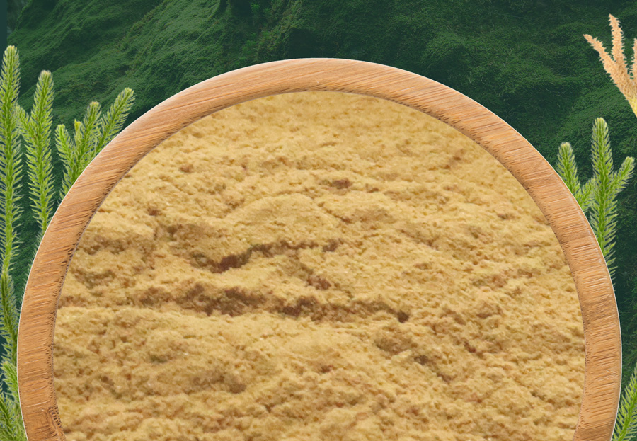 Huperzia Seratta Extract