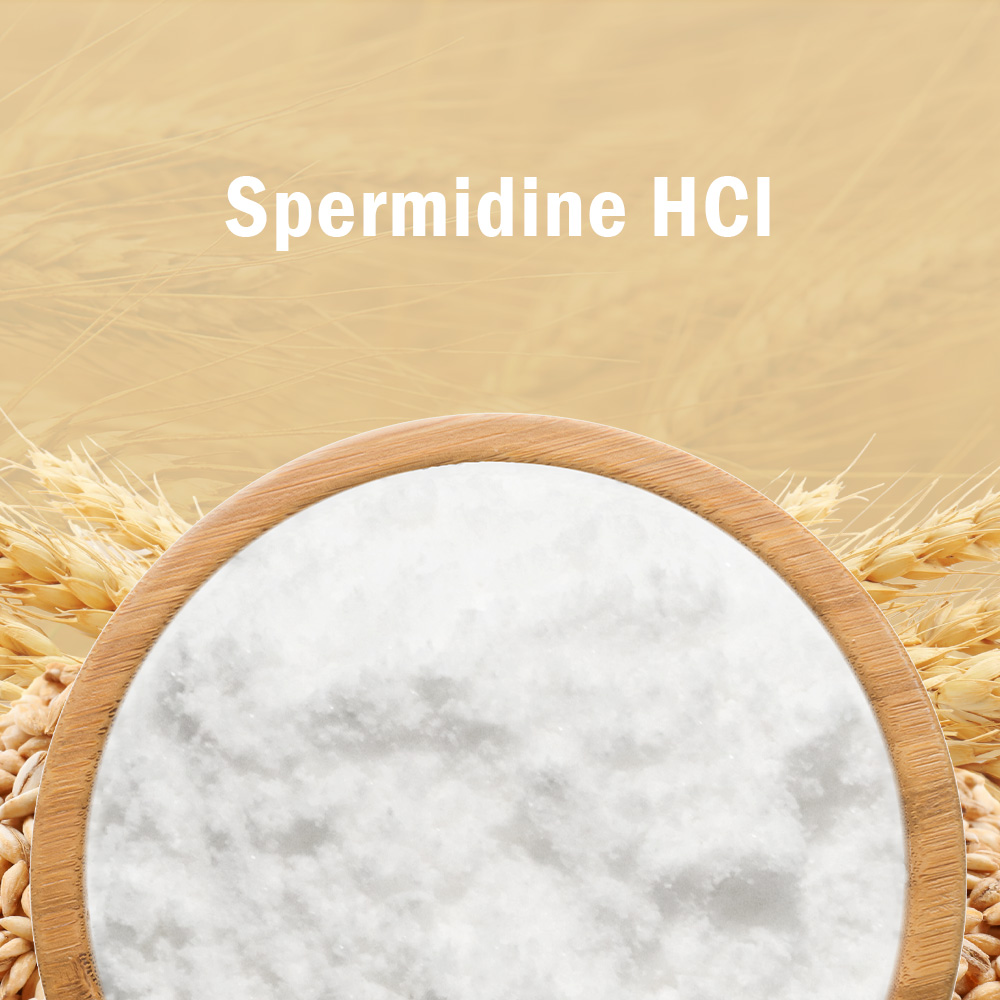 Spermidine HCl