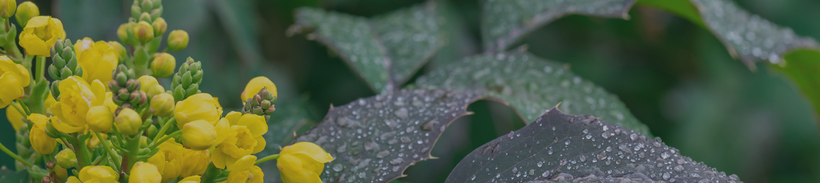 Top-performing liver protectant identified among 2543 compounds