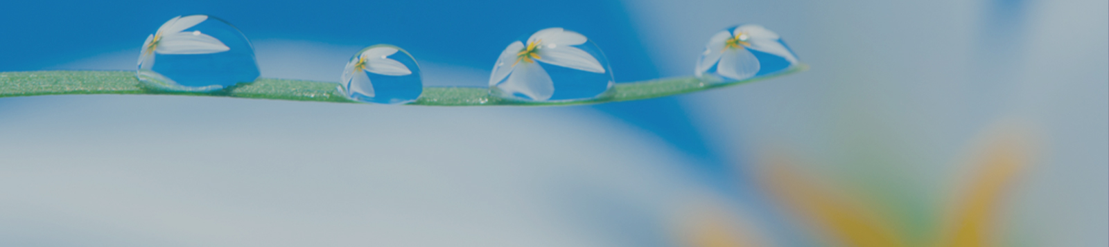 Telomere Protection &amp; Maintenance