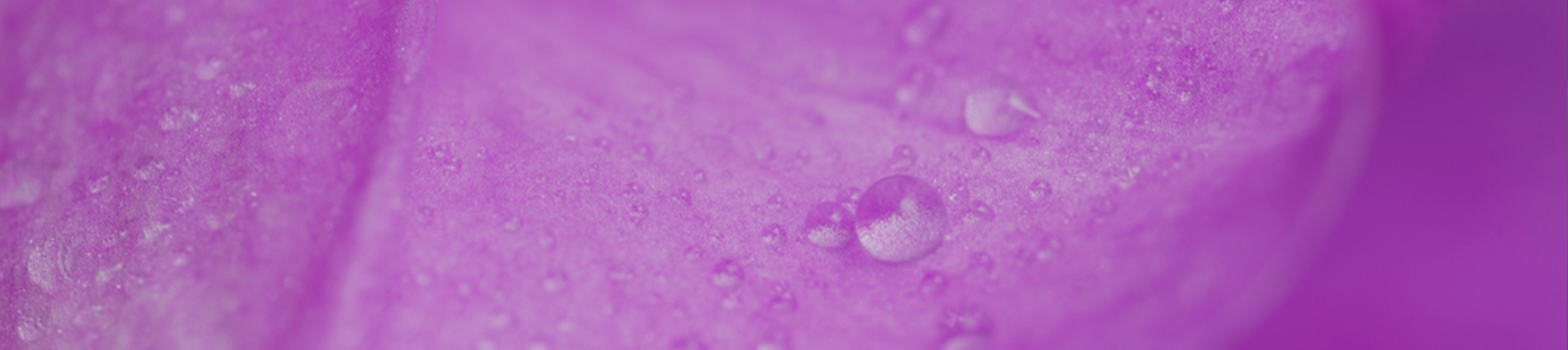 Powerful 
antioxidant support