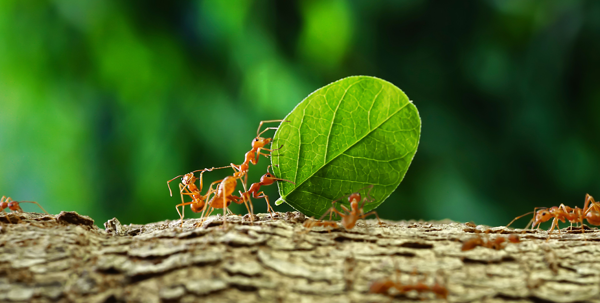 Partnership &amp;
Service