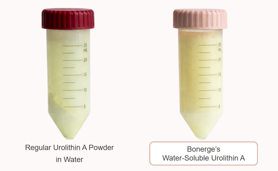 Nano-Lipid Water-Soluble Urolithin A