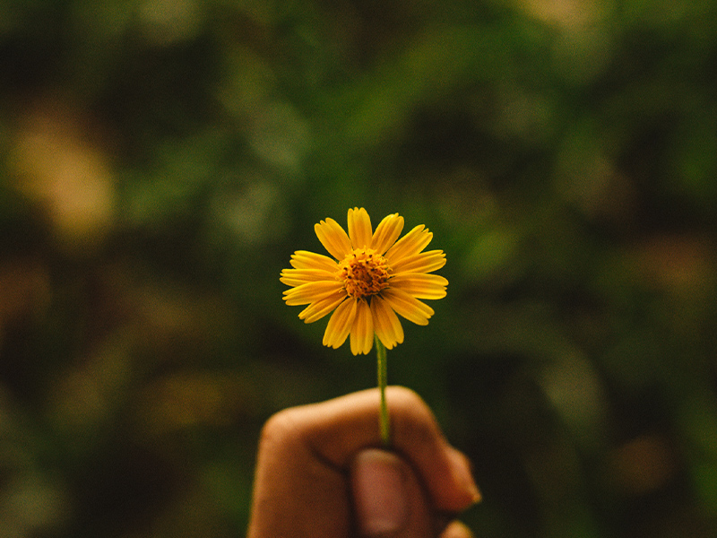 S-Equol: A Powerful Mood Support Supplement for Brain Health and Balance