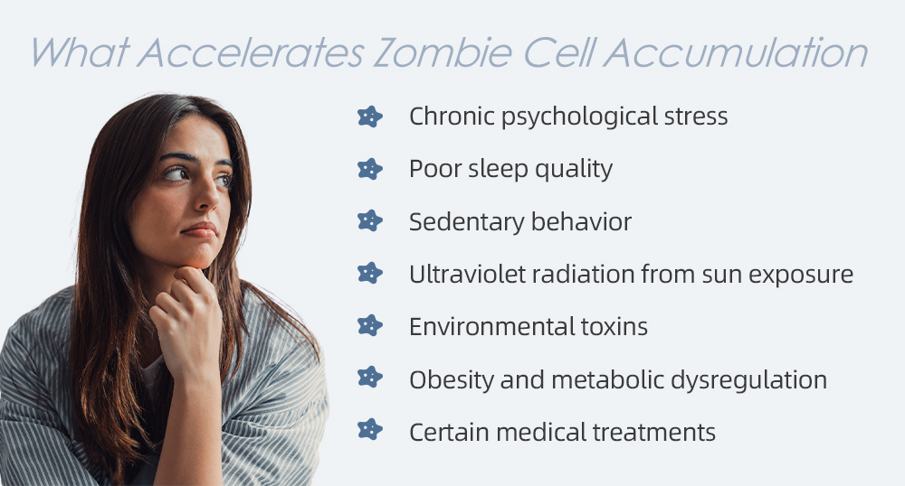 Infographic listing seven lifestyle and environmental factors that accelerate zombie cell (senescent cell) accumulation: chronic psychological stress, poor sleep quality, sedentary behavior, ultraviolet radiation from sun exposure, environmental toxins, obesity and metabolic dysregulation, and certain medical treatments