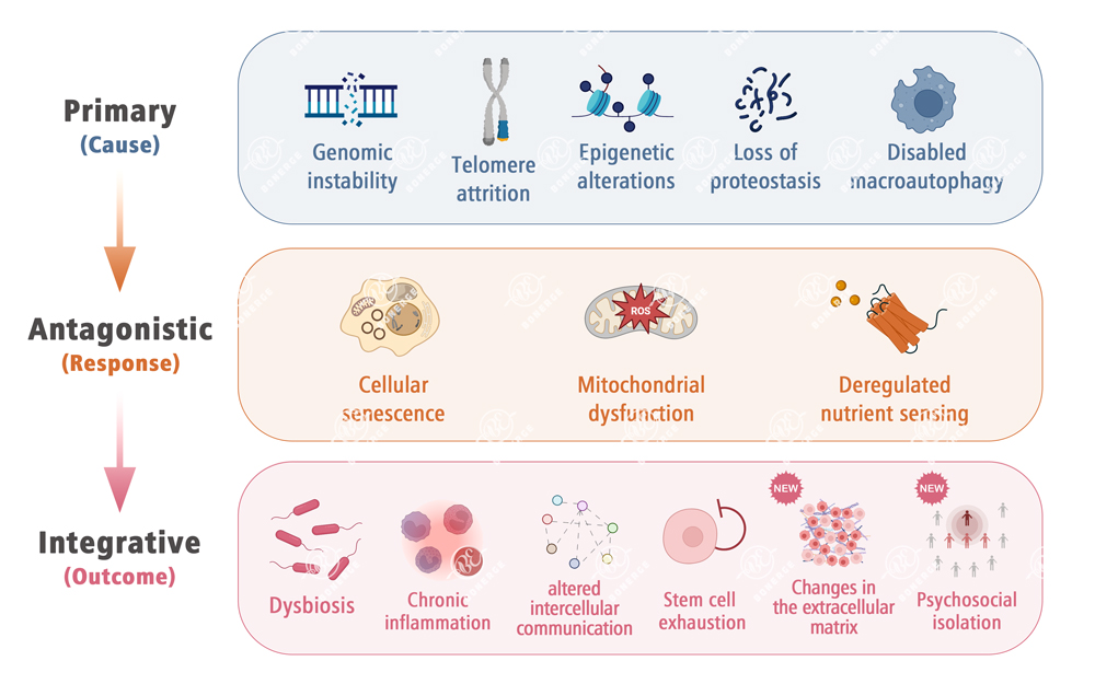 14 hallmarks of aging diagram showing primary causes (genomic instability, telomere attrition, epigenetic alterations, loss of proteostasis, disabled macroautophagy), antagonistic responses (cellular senescence, mitochondrial dysfunction, deregulated nutrient sensing), and integrative outcomes including two newly proposed hallmarks: changes in the extracellular matrix and psychosocial isolation