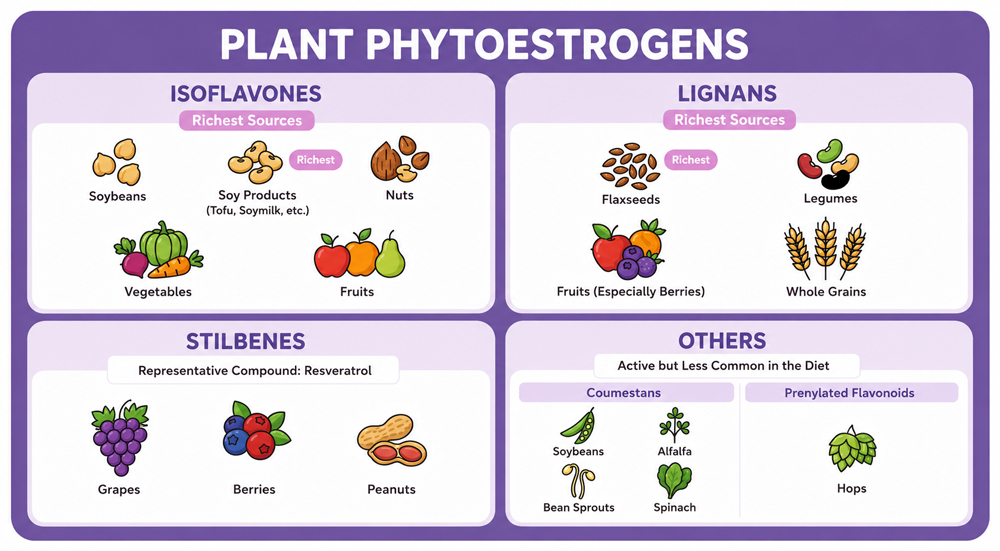 Infographic showing four types of plant phytoestrogens: isoflavones (found in soybeans, soy products, nuts, vegetables, and fruits), lignans (found in flaxseeds, legumes, berries, and whole grains), stilbenes including resveratrol (found in grapes, berries, and peanuts), and others such as coumestans and prenylated flavonoids (found in soybeans, alfalfa, bean sprouts, spinach, and hops).