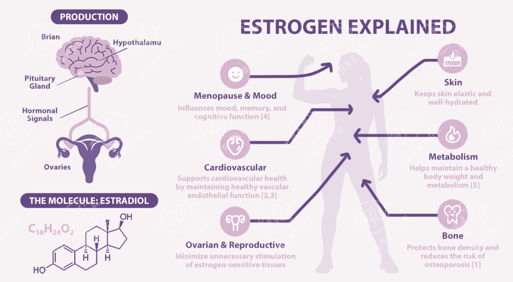 Infographic titled "Estrogen Explained" showing three components: (left) the estrogen production pathway from the hypothalamus and pituitary gland to the ovaries, with the molecular structure of estradiol (C18H24O2); (center and right) the five major physiological roles of estrogen in women — menopause and mood, cardiovascular health, ovarian and reproductive function, skin elasticity, metabolism, and bone density protection against osteoporosis.