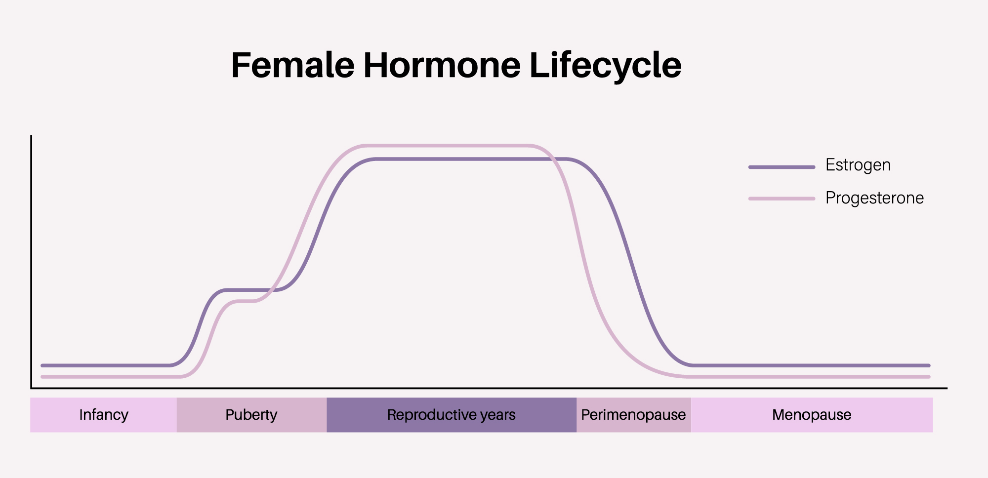 Line graph titled "Female Hormone Lifecycle" showing estrogen (purple line) and progesterone (pink line) levels across five life stages: infancy, puberty, reproductive years, perimenopause, and menopause. Both hormones peak during the reproductive years and decline sharply during perimenopause, falling to low stable levels after menopause.