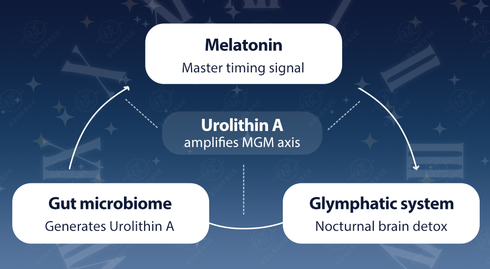 best supplement for sleep circadian system MGM axis microbiome glymphatic melatonin natural sleep supplements
