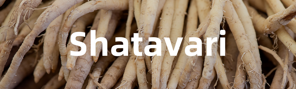 shatavari root asparagus racemosus benefits for women