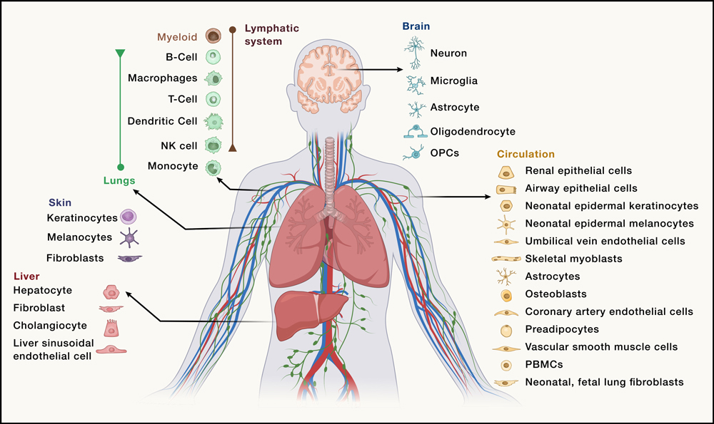 Senotype diagram showing immune, fat, and kidney senescence each linked to a distinct health outcome.