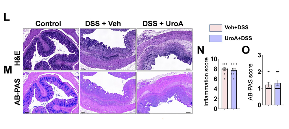 Histology comparing mouse colon tissue across control, colitis, and urolithin A-treated colitis groups