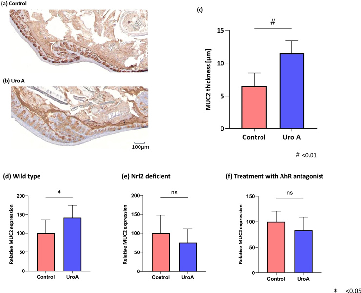 Bar chart showing urolithin A increases MUC2 mucus thickness via AhR and Nrf2 pathways