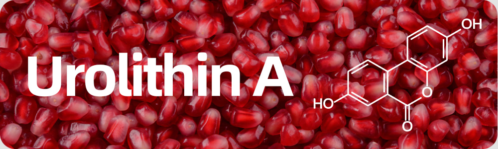 Urolithin A chemical structure over pomegranate seeds, a source of ellagitannins that gut bacteria convert into urolithin A