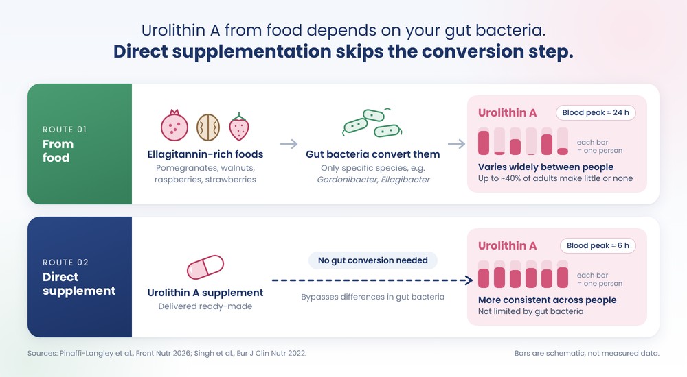 Urolithin A foods such as pomegranate and walnuts converted by gut bacteria, compared with direct urolithin A supplementation